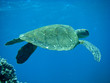 Swimming Turtle