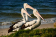 Three Pelicans