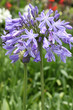 hampe florale d'agapanthe à fleurs bleues hampe florale d'agapanthe à fleurs bleues