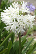hampe florale d'agapanthe à fleurs blanches
