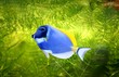 fish fish