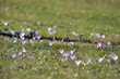 Frühlingswiese
