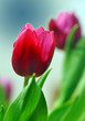 Tulpen