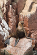 Sea Lion on Ballestas Islands, Paracas, Peru Sea Lion on Ballestas Islands, Paracas, Peru