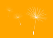 Pusteblume Samen Orange Pusteblume Samen Orange