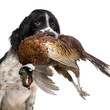 English Springer Spaniel hunting (1 year) English Springer Spaniel hunting (1 year)