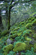 Rainforest