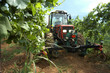 Trattore nel vigneto
