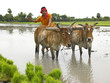 farmer working in his paddy field