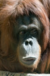 Orang Utan