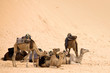 Details der Fotografie Camels are having rest in hot sahara desert
