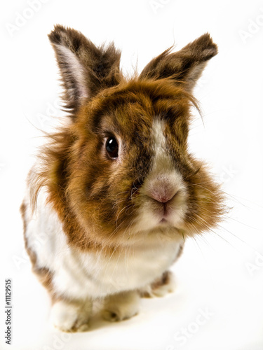 Rabbit