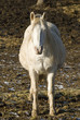 cheval 6