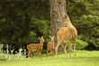 Doe with Twins Doe with Twins