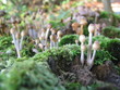 champignons