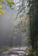 Dirt road leading through misty coniferous forest Dirt road leading through misty coniferous forest