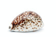 Seashell Seashell