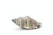 Seashell Seashell