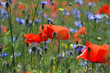 Wilder Mohn