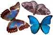 butterfly butterfly