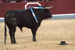 TORO 01