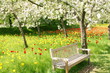 Baumblüte