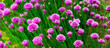 A close-up photo of beautiful herb flowers (natural light)