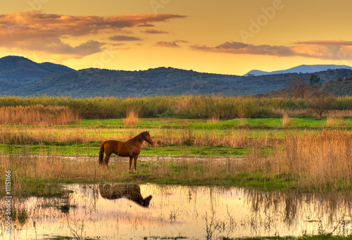 Horse in landscape Horse in landscape