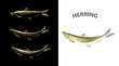 Herring Herring