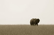African elephant (Loxodonta africana), Masai Mara, Kenya