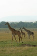 Giraffe (Giraffa camelopardalis), Masai Mara, Kenya