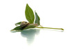 Snail on a green leaf hurrying forward