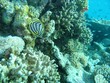 Poisson tropicaux dans les coraux