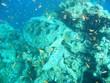 Tortue marine dans le lagon