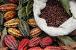 Cocoa Cocoa