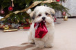 Lhasa apso puppy at Christmas