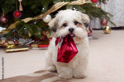 Photo: Lhasa apso puppy at Christmas Lhasa apso puppy at Christmas