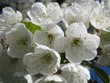 Frühlingsblüten