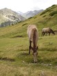 Chevaux près du refuge des Espuguettes (Hautes-Pyrénées)