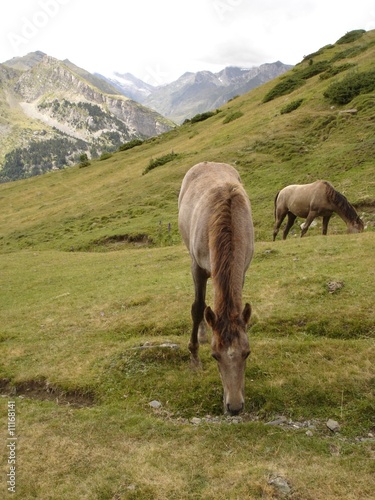 Chevaux près du refuge des Espuguettes (Hautes-Pyrénées)