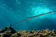 Trompetenfisch in UW Landschaft Trompetenfisch in UW Landschaft
