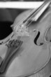 Violon...