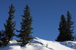 sapins