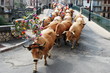 transhumance