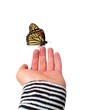 Butterfly on a hand