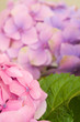 Hydrangea flower detail