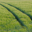 grain field
