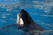 Orca