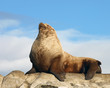 Proud Male Wild Steller Sea Lion Proud Male Wild Steller Sea Lion