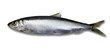 Foto: Herring - Isolated Herring - Isolated